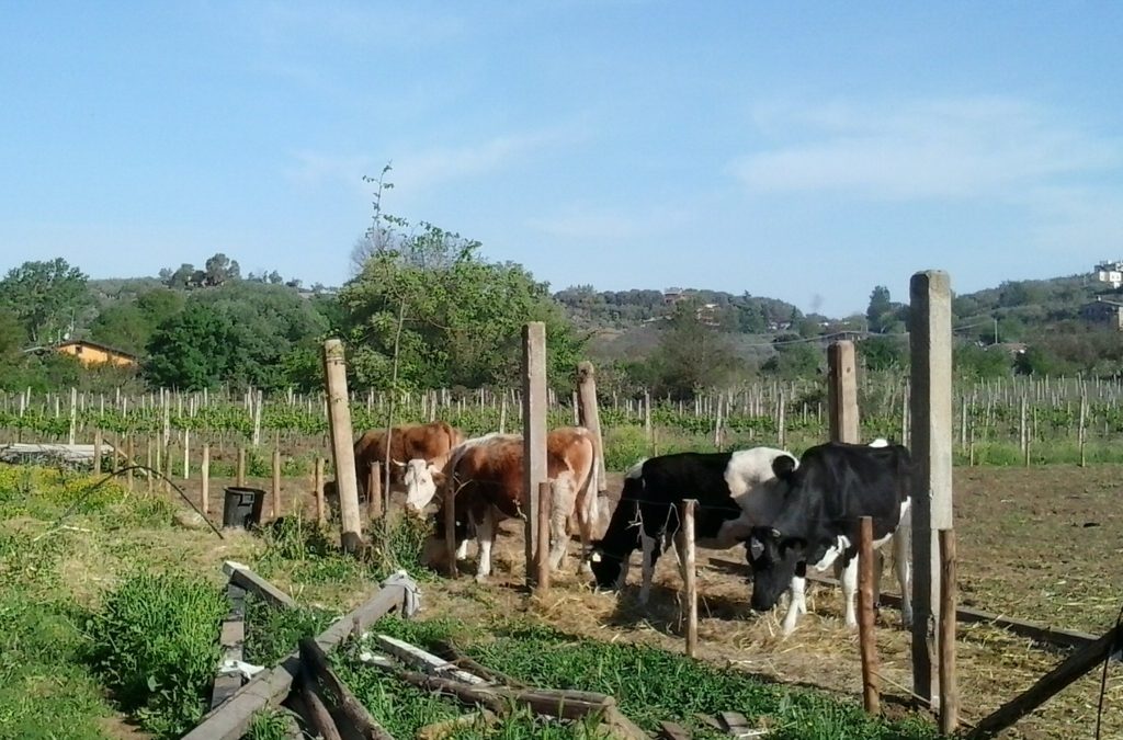 Settembre 2018 alla Mattafattoria